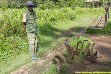 keeper with brown lemurs